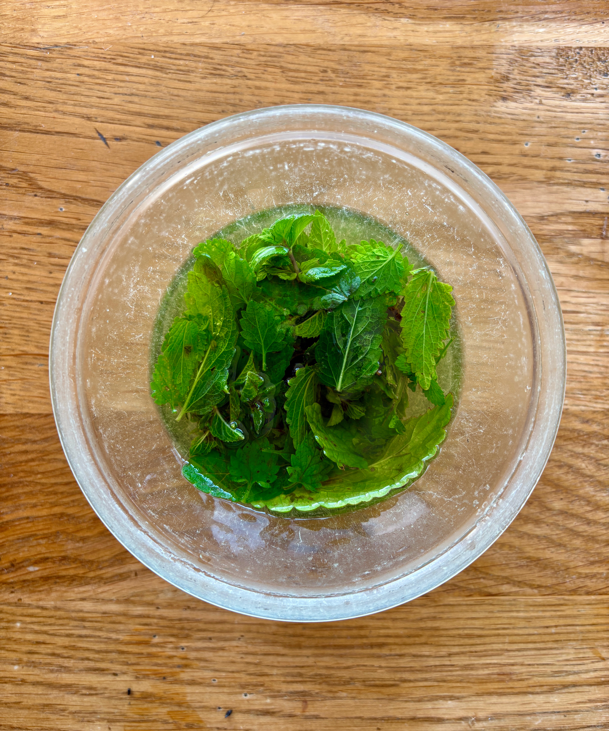 crushed catnip leaves in boiling water being used to make a mosquito repellent spray