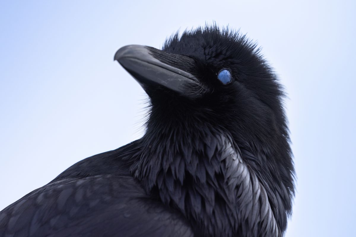 BBC Earth Framed in Nature still showing a raven against a blue sky