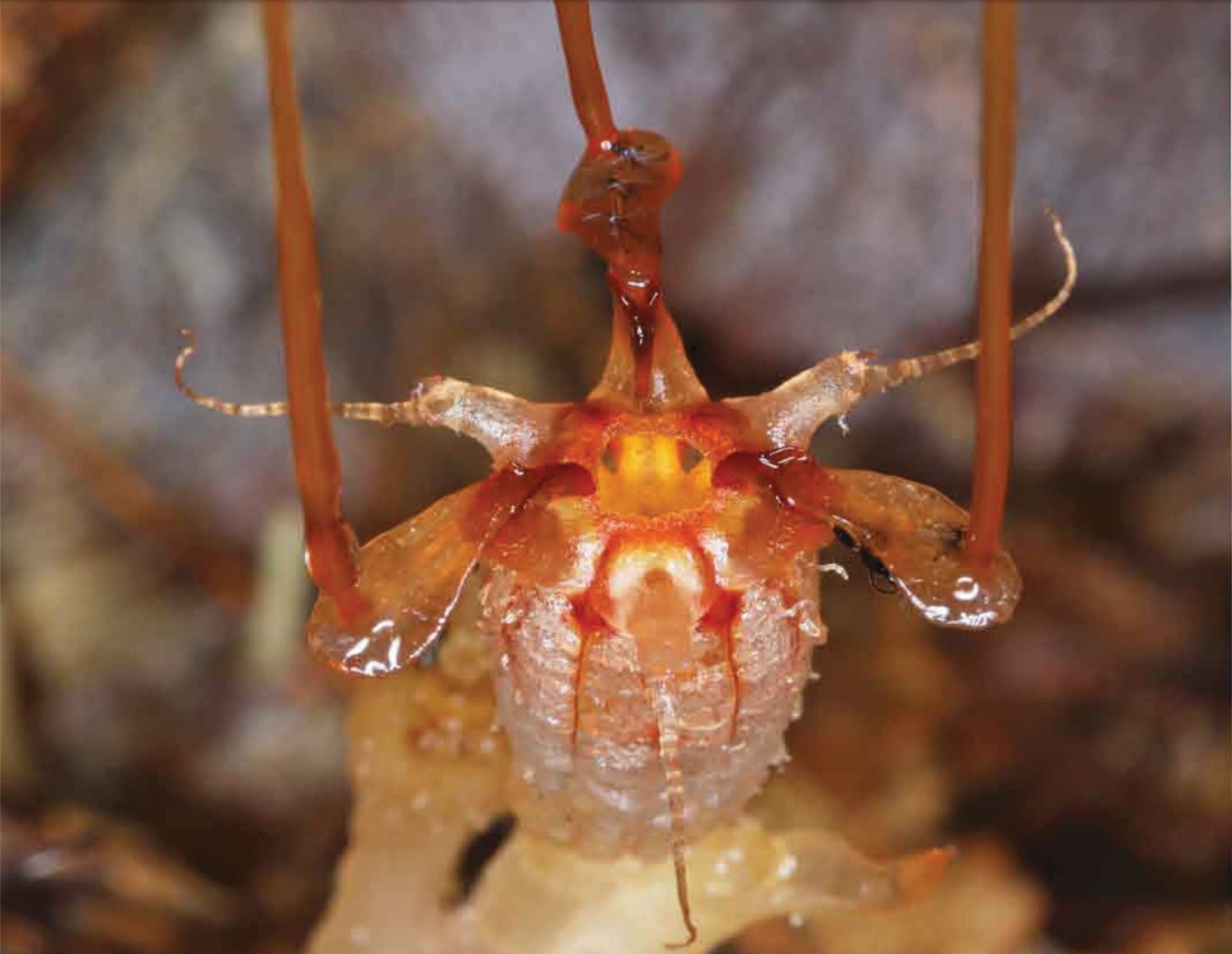 Bizarre, Parasitic 'Fairy Lantern' Reappears in the Rainforest After 151  Years | Live Science