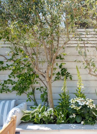 Tree in urban garden