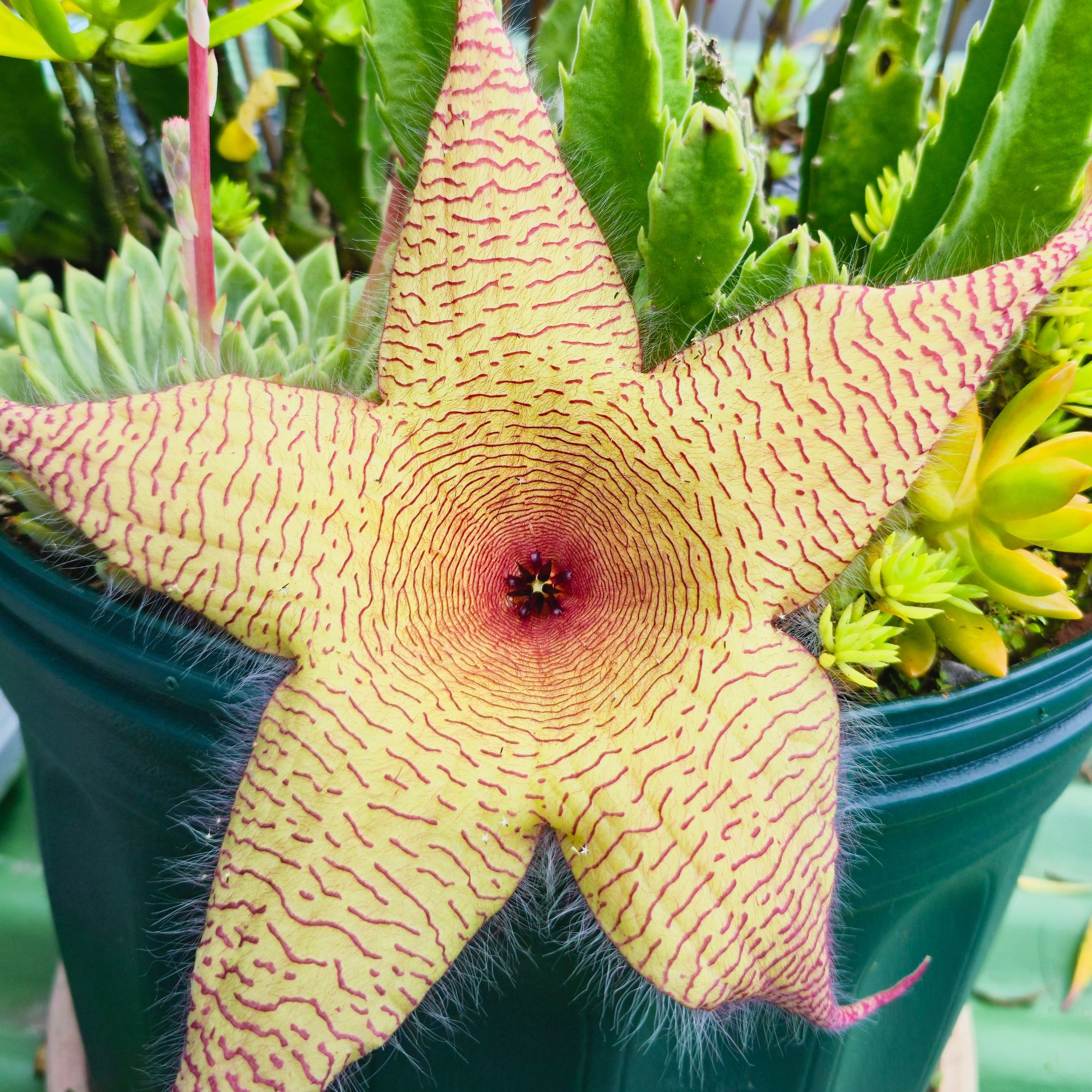 Stapelia gigantea flower growing in pot