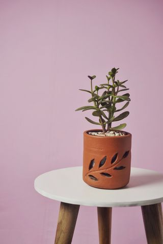 A jade plant on a side table