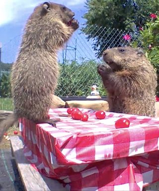 Chunk the groundhog and family eating tomatoes