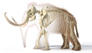 An illustration of a woolly mammoth's skeleton.