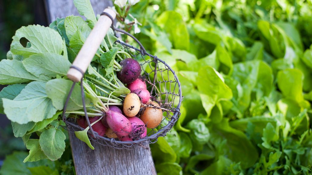 Radishes in a basket