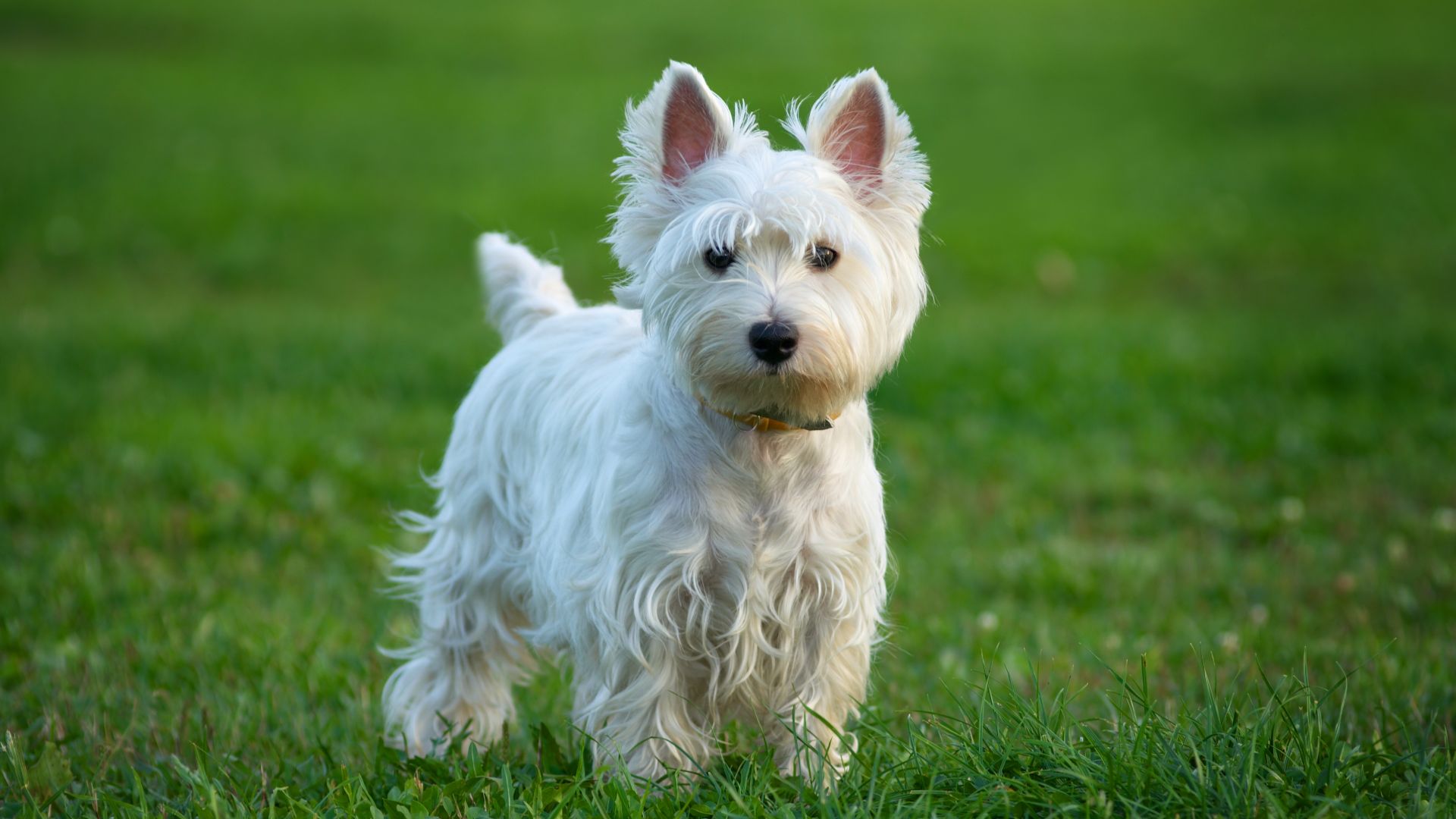 West Highland Terrier