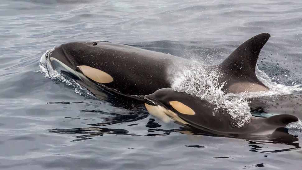 Orcas Facts About Killer Whales Live Science