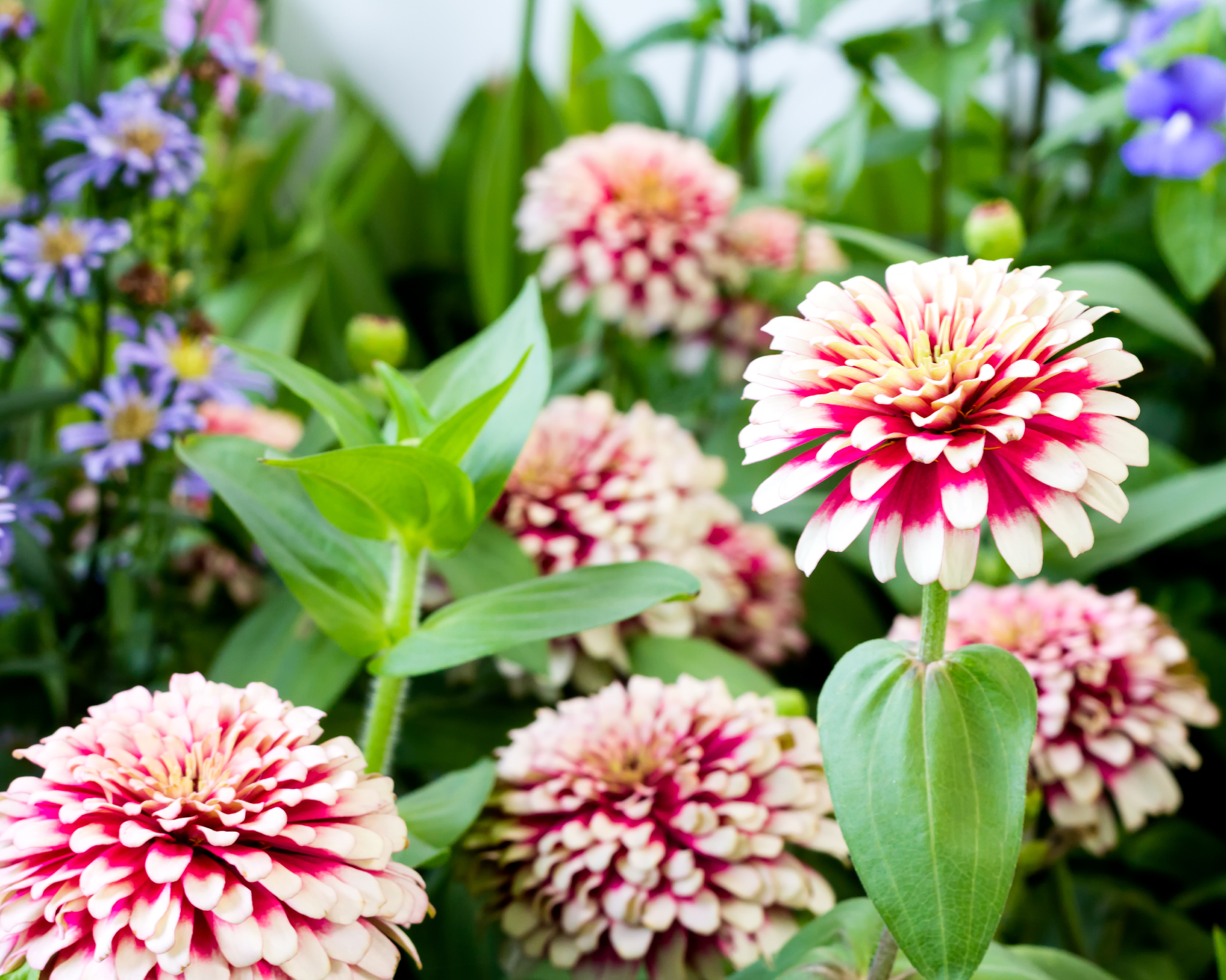 zinnia mazurkia growing in a garden border