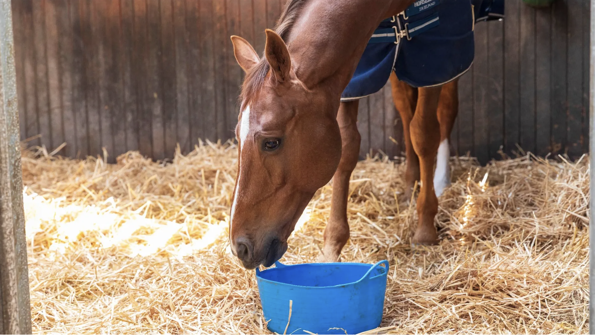A horse eating from a bucket