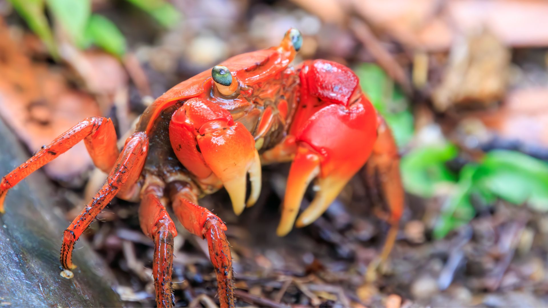 Red-Clawed Crabs