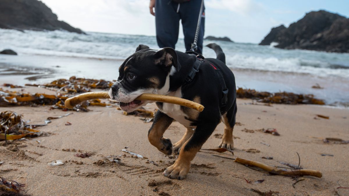 Dog being taken for a walk on the beach