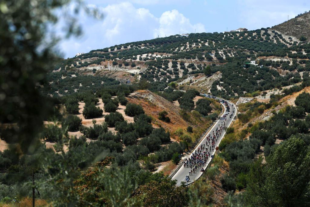 VALDEPEAS DE JAN SPAIN AUGUST 25 A general view of the Peloton passing through an Olive Tree field during the 76th Tour of Spain 2021 Stage 11 a 1336km stage from Antequera to Valdepeas de Jan 1009m lavuelta LaVuelta21 on August 25 2021 in Valdepeas de Jan Spain Photo by Tim de WaeleGetty Images
