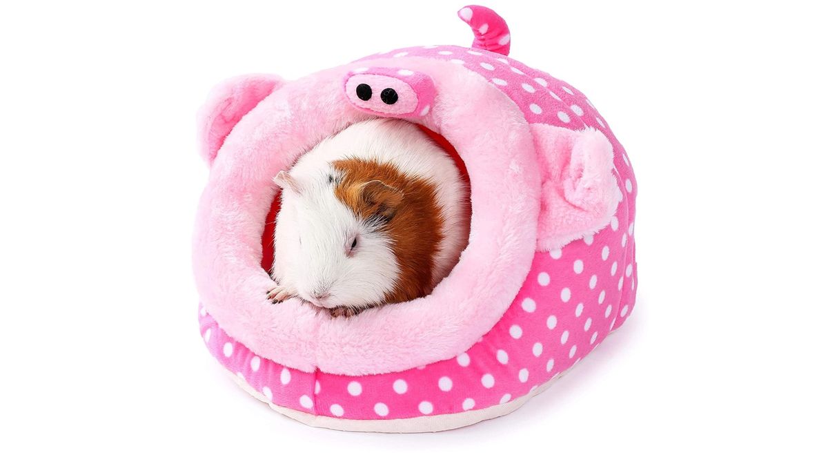 Best guinea pig accessories The top toys for your pets PetsRadar