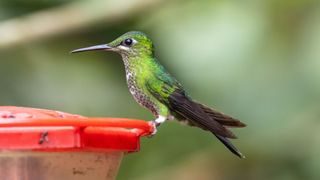 How to keep ants out of hummingbird feeders