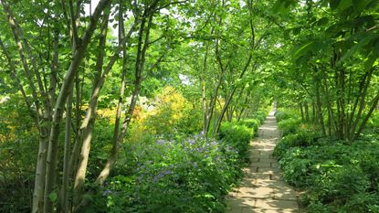 garden pathway edged by several of the best trees for shade