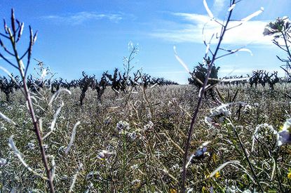 picpoul de pinet vineyards, jefford