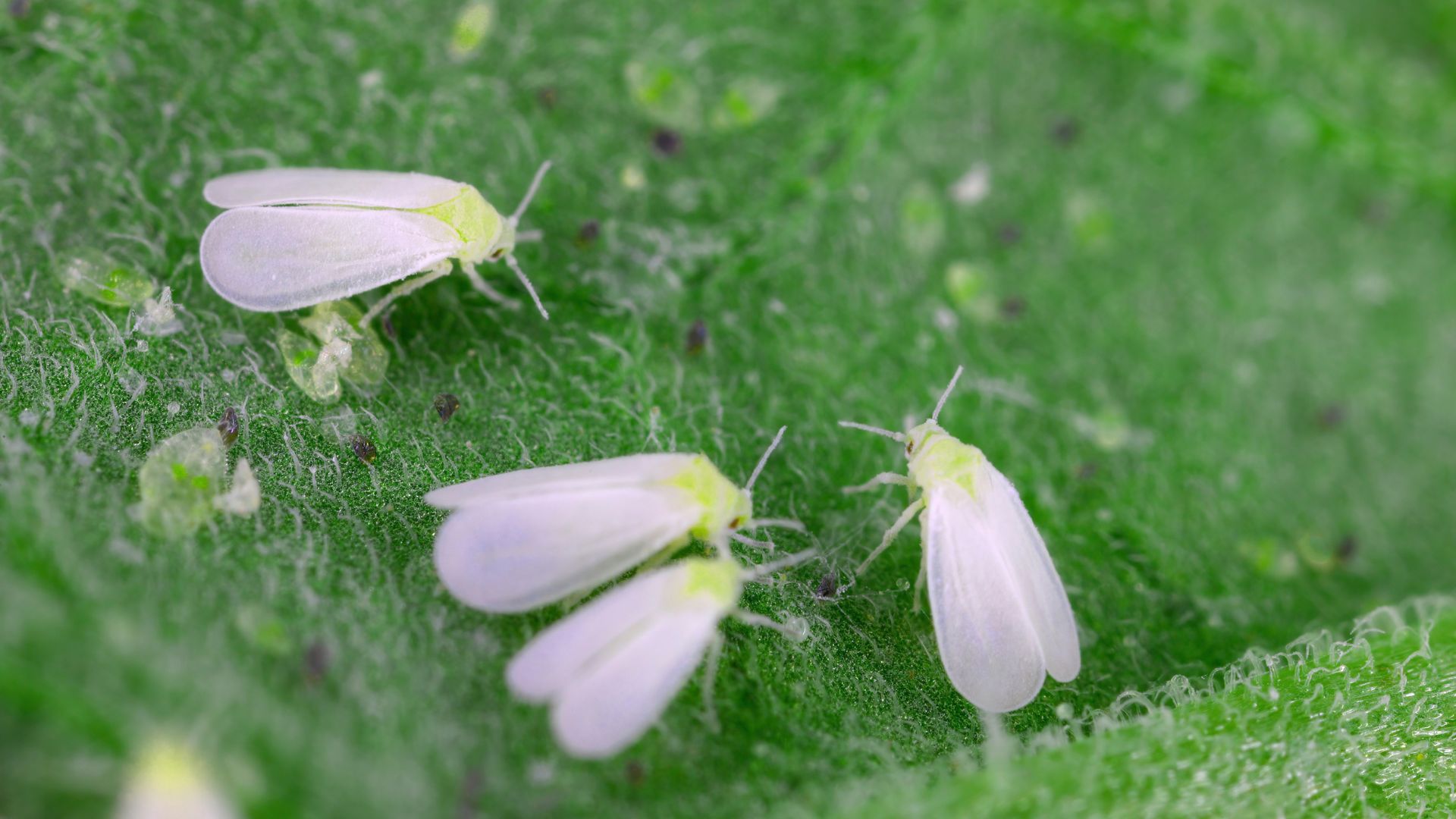 picture of white flies on leaf in garden