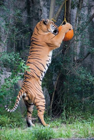 boo-zoo-album-7-tiger-101028