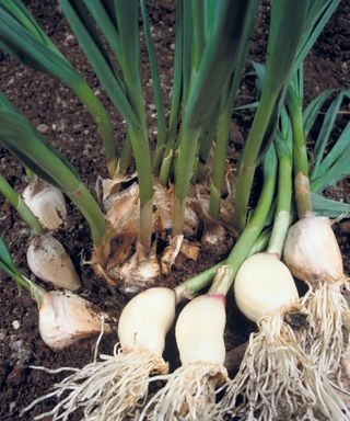freshly harvested garlic in a vegetable bed