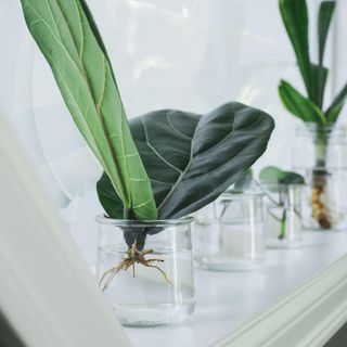 Fiddle leaf fig propagation from cutting on window sill with other plants