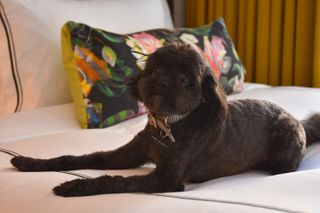 A small black dog wearing a collar with a heart shaped tag sits on a bed at The Darcy Hotel in Washington, D.C.