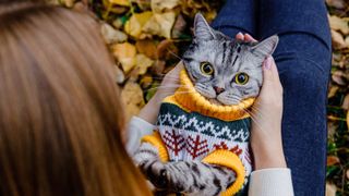 Cat wearing sweater