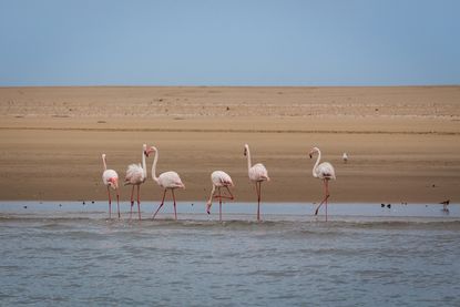 Flamingos on a beach in Namibia.