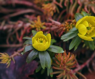 Close up of yellow-flowering winter aconite