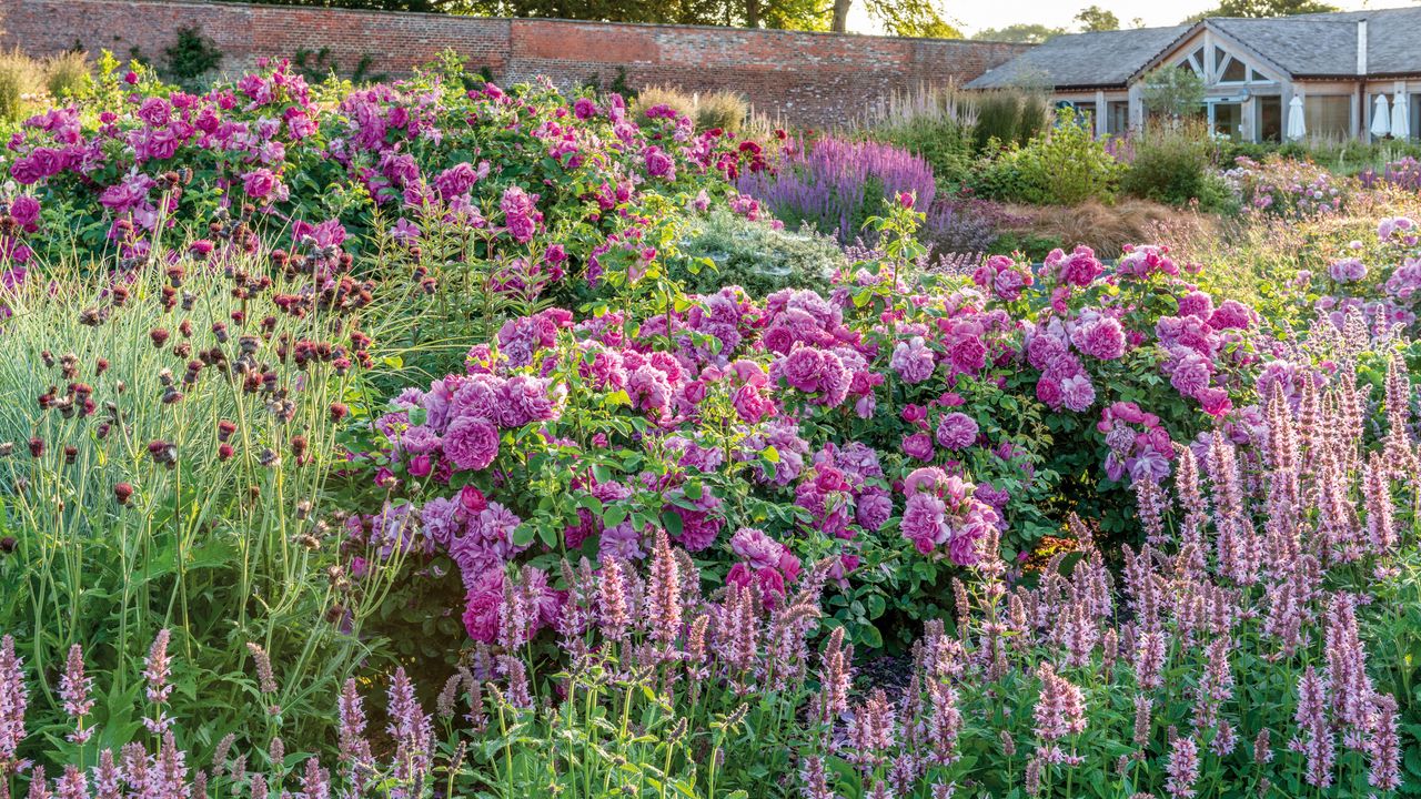 &#039;Princess Anne&#039; David Austin Roses