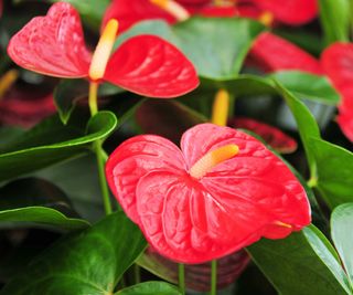 red anthurium flowers