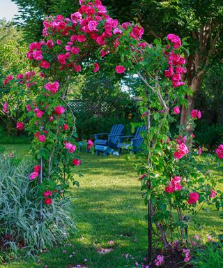 arbor covered with rose blooms