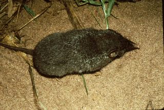 A hero shrew photographed in the wild.