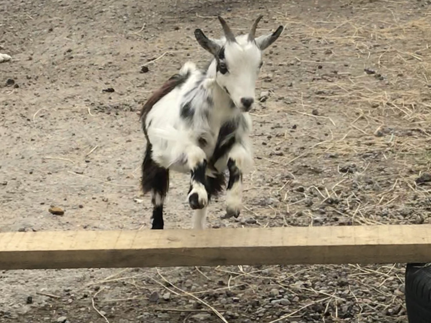 Goat2.jpg