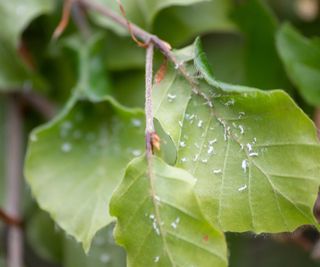 mealybugs on leaves