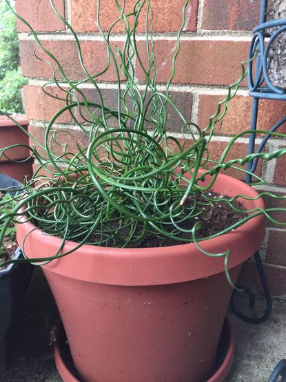 Green Curly Plant In Large Pot
