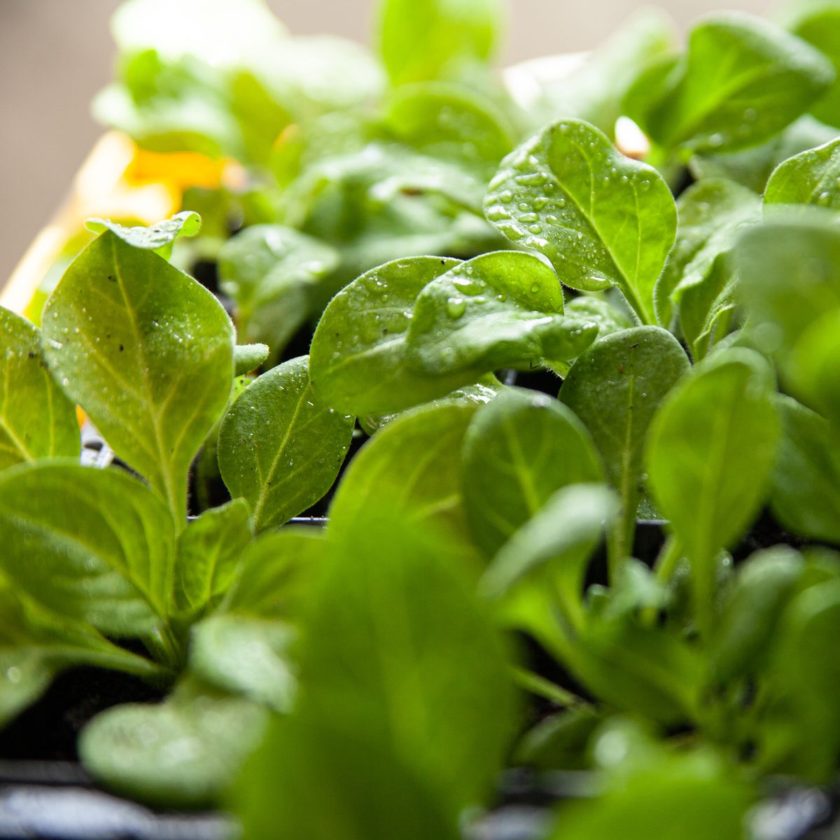 How to grow spinach in a pot - and it couldn't be easier | Ideal Home