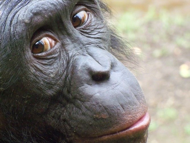 Male bonobo making economic decisions