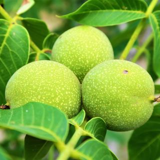 Small fruit trees