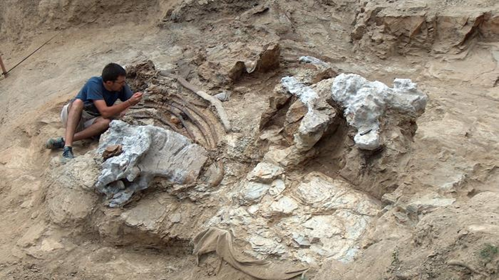 Giant never-before-seen long-necked 'titan' dinosaur unearthed in ...