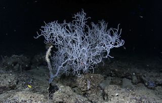 A coral colony in the Gulf of Mexico.