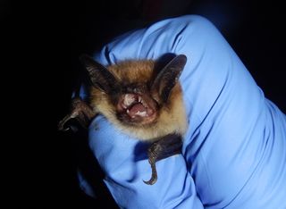 Long-eared bat (Myotis evotis).