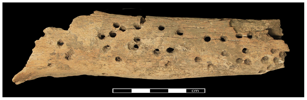 Skeleton with Damage From Insects