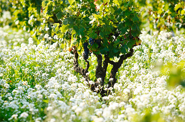 Southern Rhône 2012 Vintage Guides