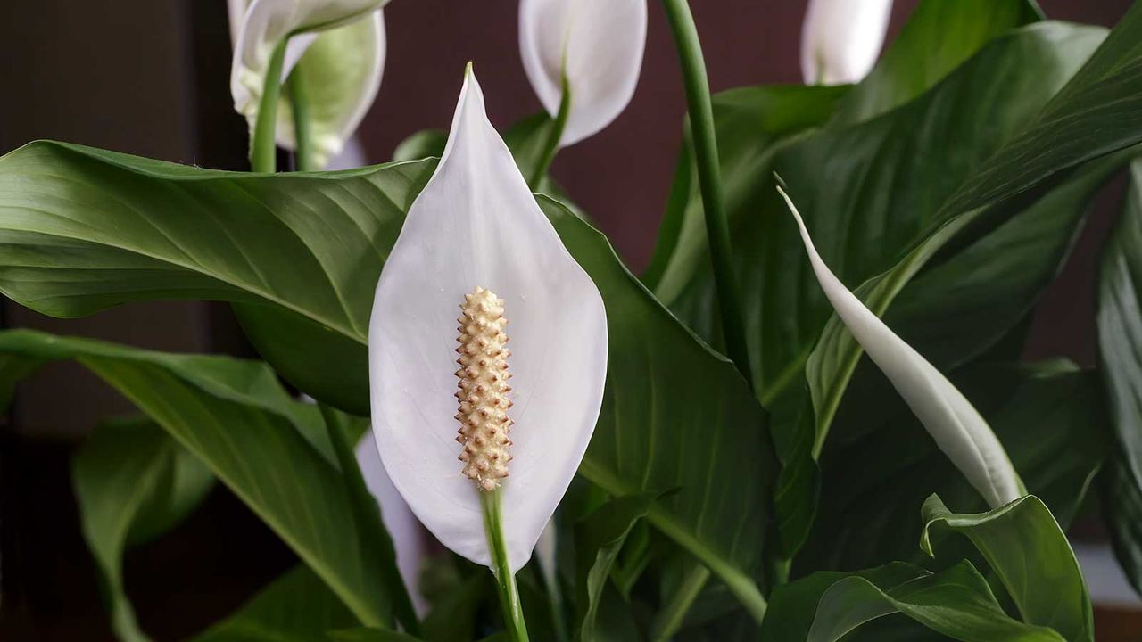 peace lily flowers