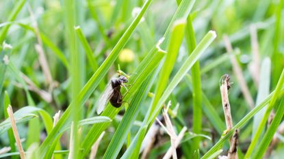 A small flying ant on a blade of grass