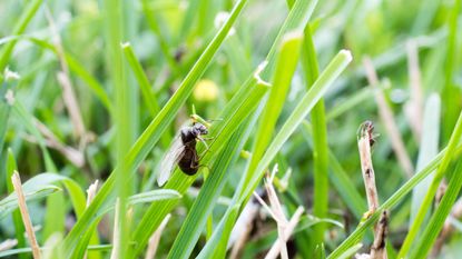 how to get rid of flying ants