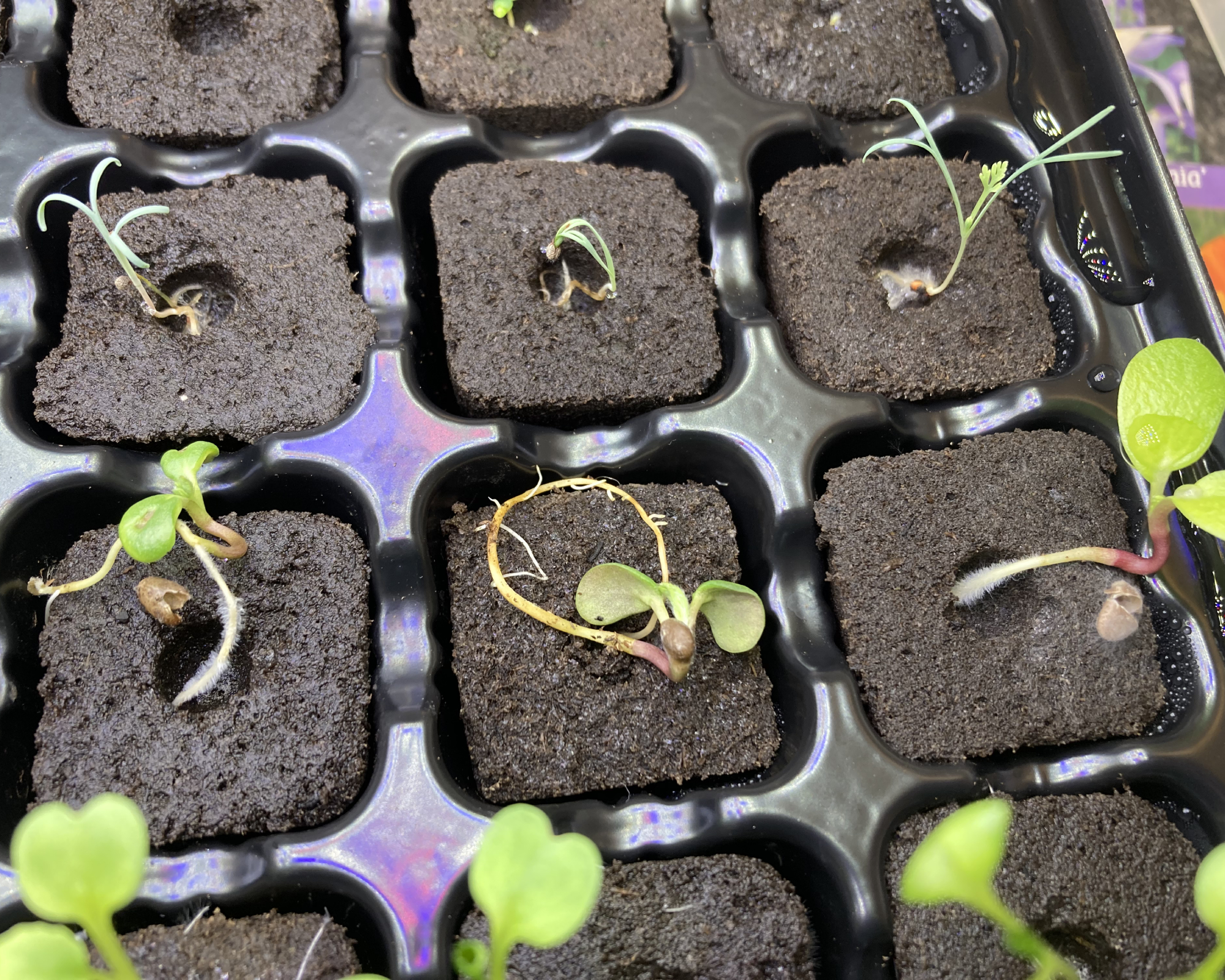 letpot seed starter with seedlings
