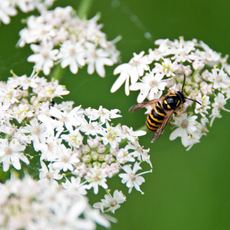 wasp on white flower