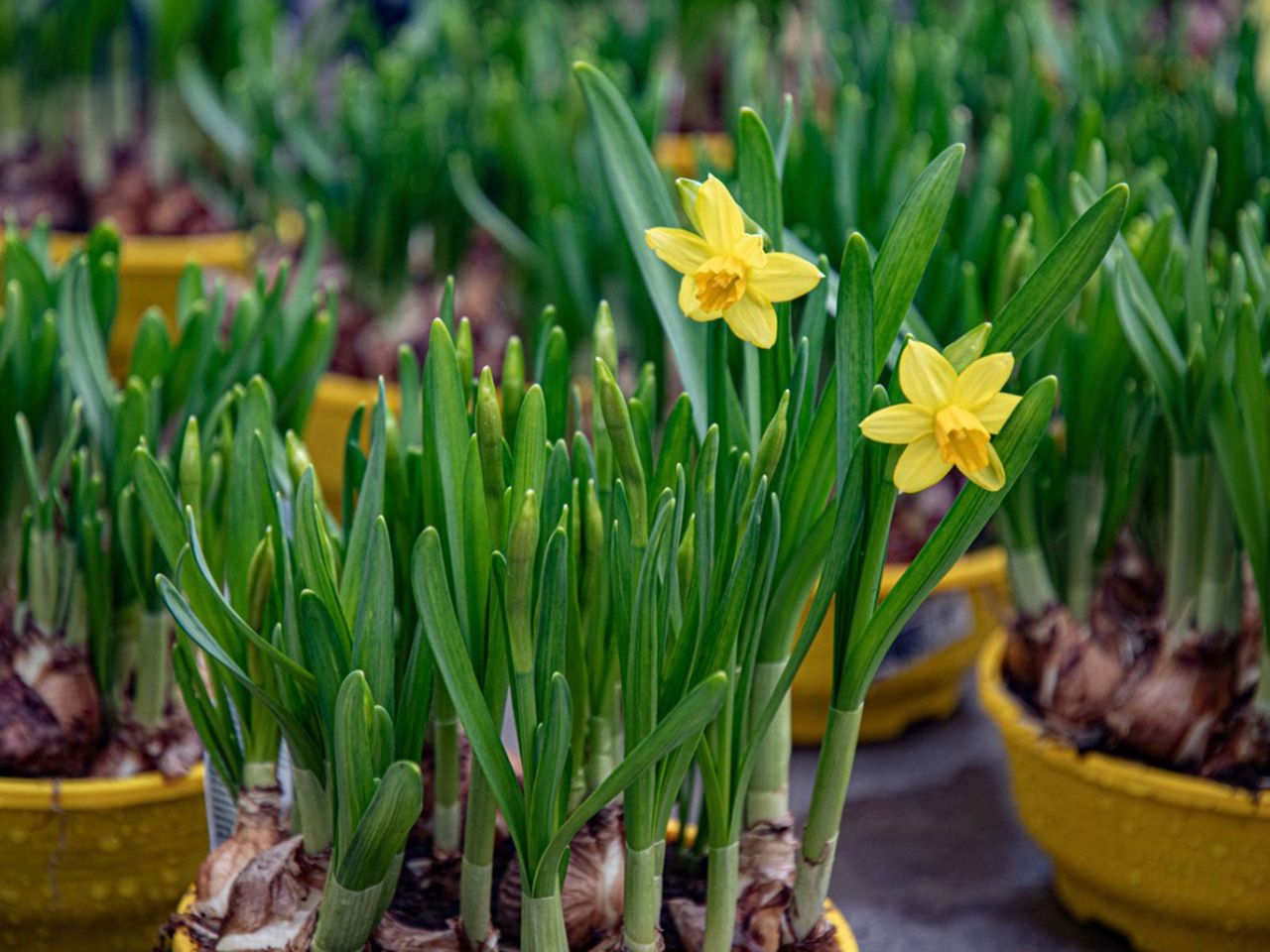 Potted Flowering Bulbs