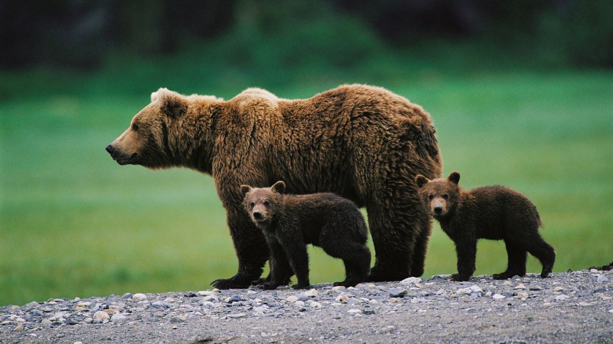 Brown bear (Ursus arctos) and two cubs side by side, spring